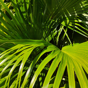 大鸿米店完120分版本下载官网
